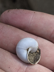 Cahuillus indioensis