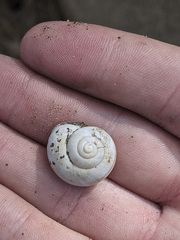 Cahuillus indioensis