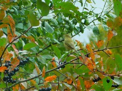 Phylloscopus collybita