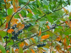 Phylloscopus collybita
