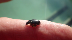 Carabidae
