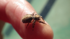 Salticidae