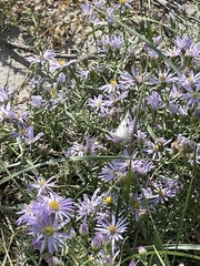 Pontia occidentalis