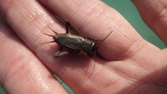 Gryllidae