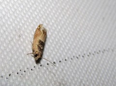 Crocidosema plebejana