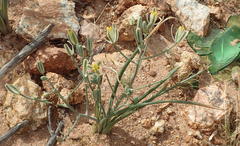 Albuca longipes