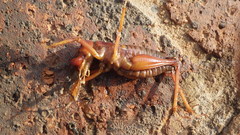 Libanasidus vittatus