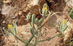 Albuca longipes