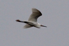 Egretta thula thula