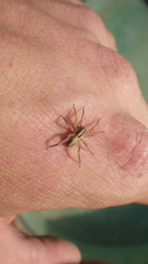 Lycosidae