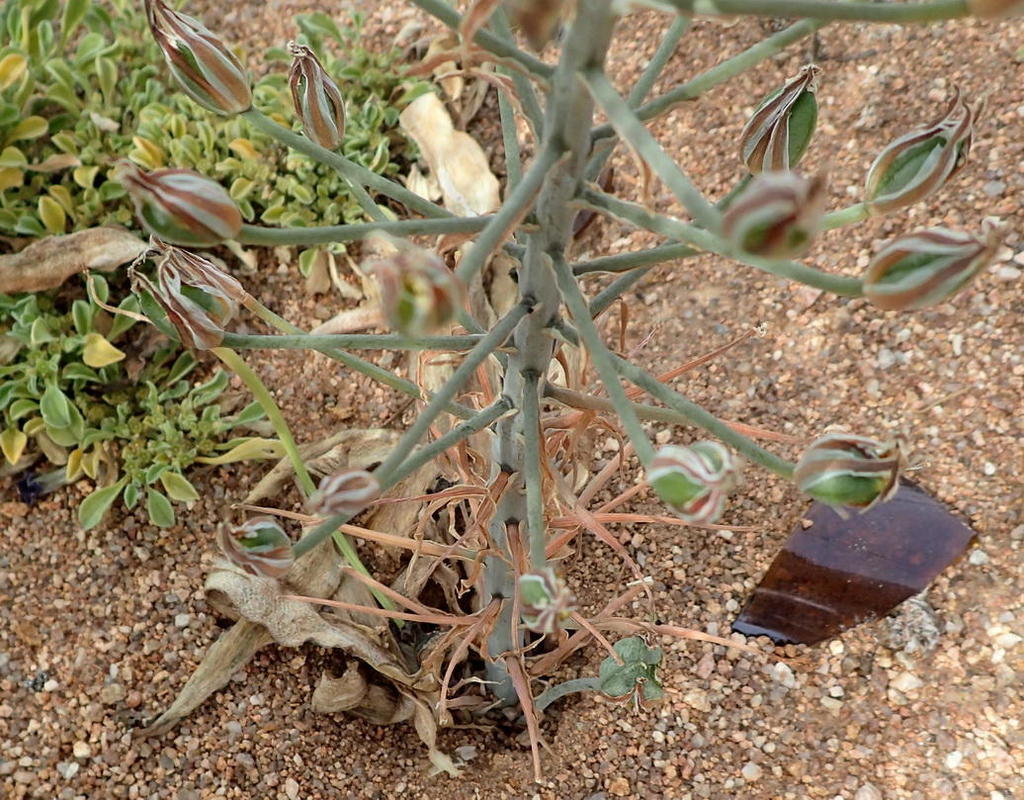 Albuca secunda, Springbok