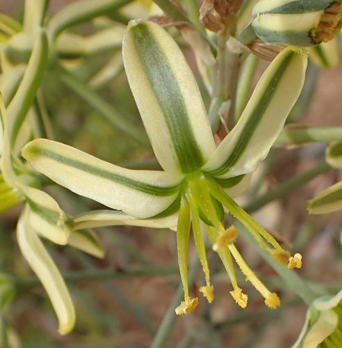 Albuca secunda
