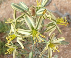 Albuca secunda