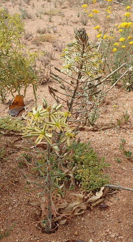 Albuca secunda