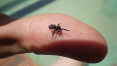 Gnaphosidae