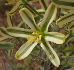 Albuca secunda