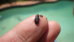 Carabidae