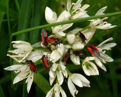 Dionconotus confluens