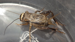 Gryllidae