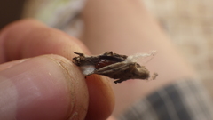 Lepidoptera