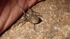 Lycosidae