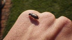 Carabidae