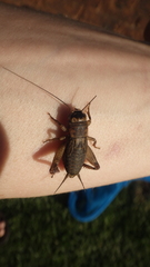 Gryllidae