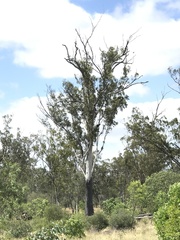 Eucalyptus cambageana