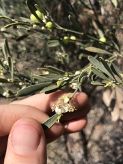 Citrus glauca
