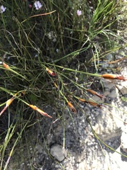 Willdenowia incurvata