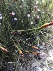 Willdenowia incurvata