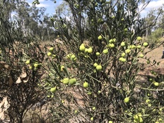 Citrus glauca