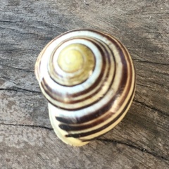 Cepaea hortensis