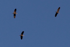 Ardea herodias herodias