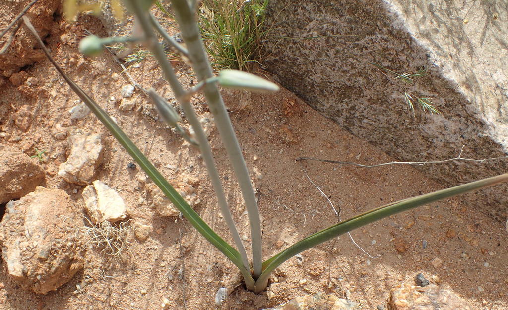Albuca vittata, Springbok