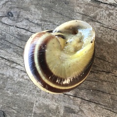 Cepaea hortensis