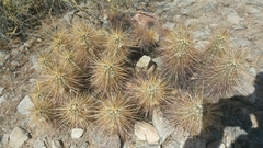 Echinocereus engelmannii engelmannii