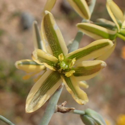 Albuca vittata
