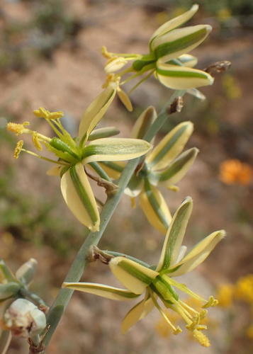 Albuca vittata