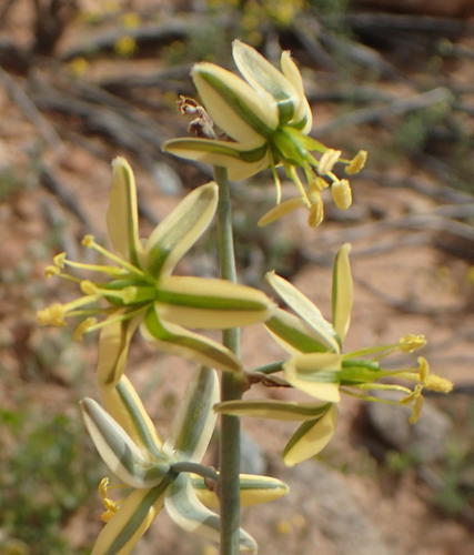 Albuca vittata