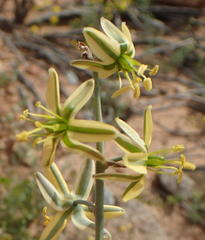 Albuca suaveolens