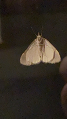 Lepidoptera