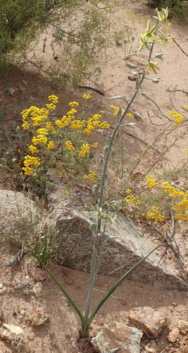 Albuca vittata