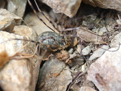 Mitopus glacialis