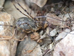 Mitopus glacialis