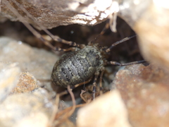 Mitopus glacialis
