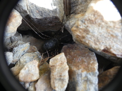 Mitopus glacialis