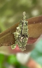 Morphopus phyllocerus