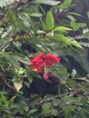 Hibiscus × archeri