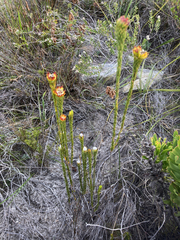 Lachnaea aurea